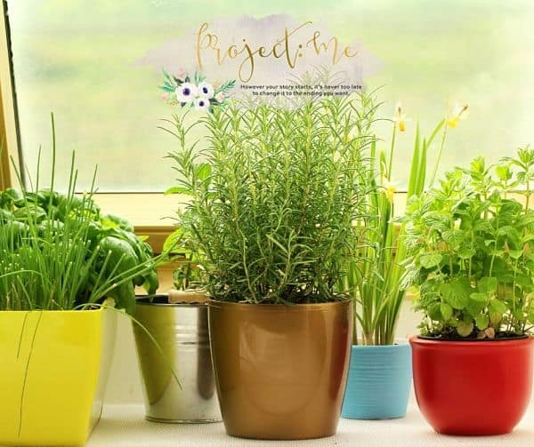 Herb Garden by the window sill